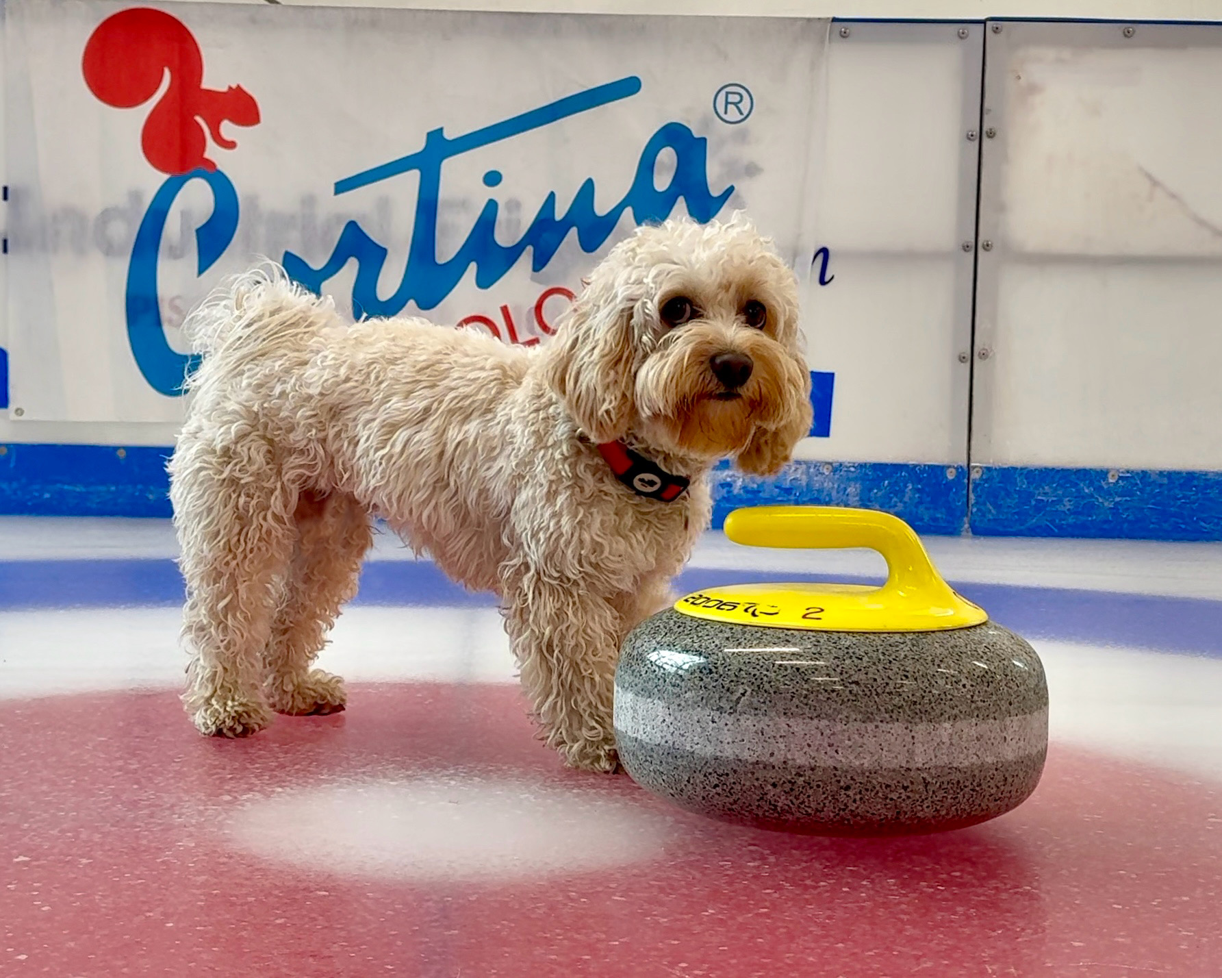 Photo de Chico à côté d'une pierre de curling